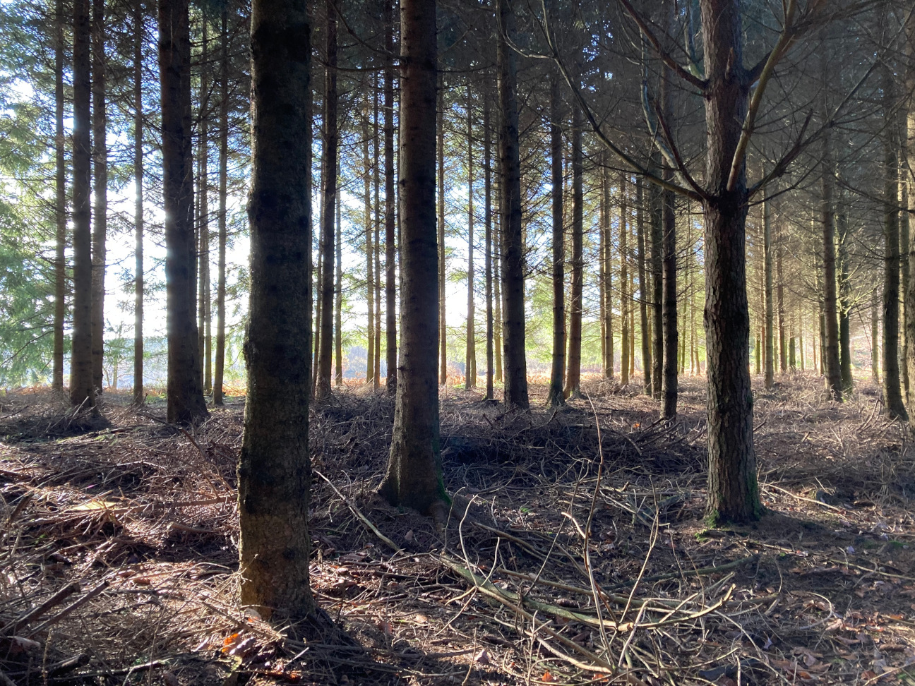 Forêt ardennaise à Nagimont en automne | © Copyright Gilles Bailleux | CC BY-NC-ND 4.0