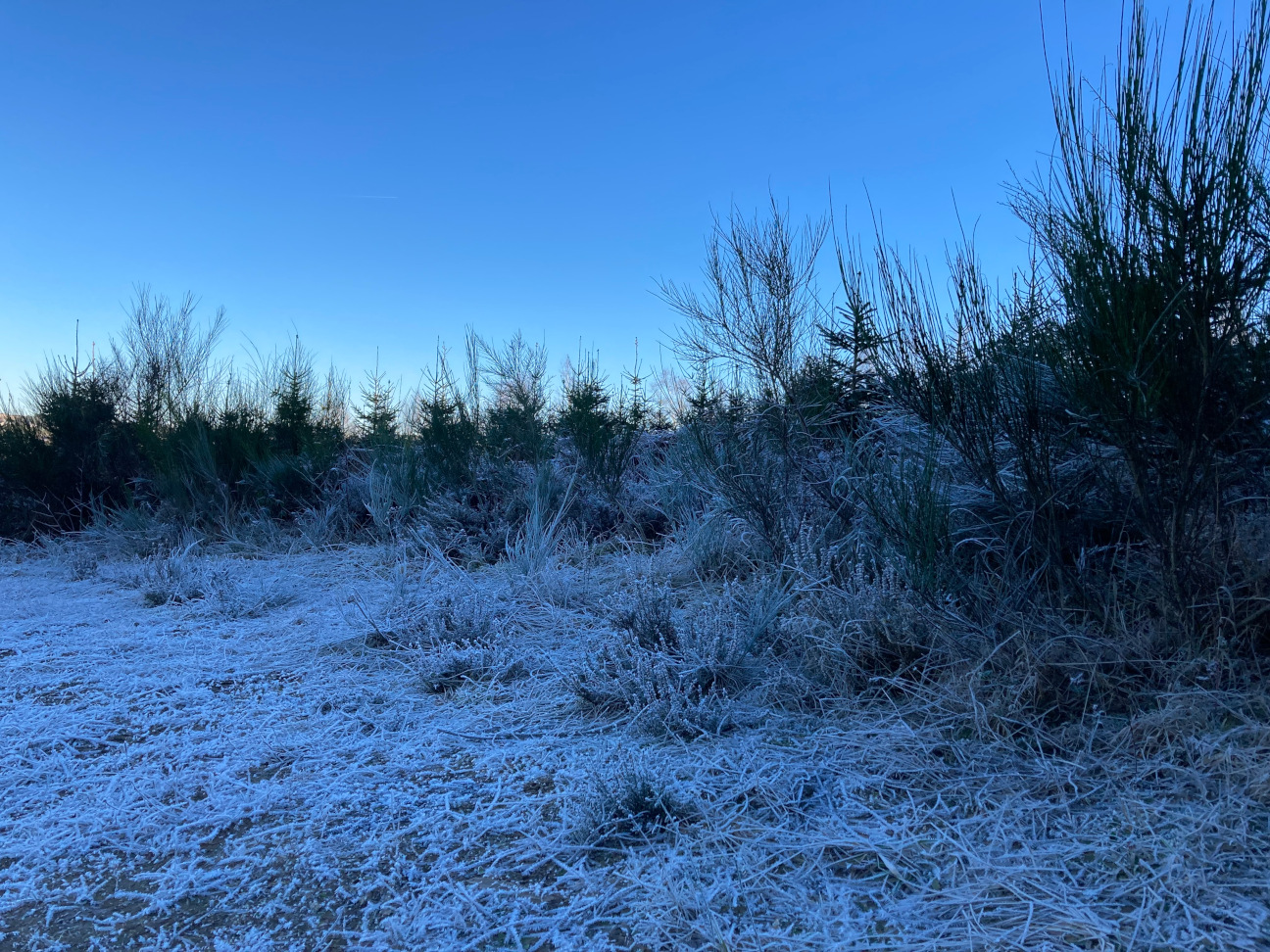 Végétation en Ardenne belge à l'aube de l'hiver | © Copyright Gilles Bailleux | CC BY-NC-ND 4.0