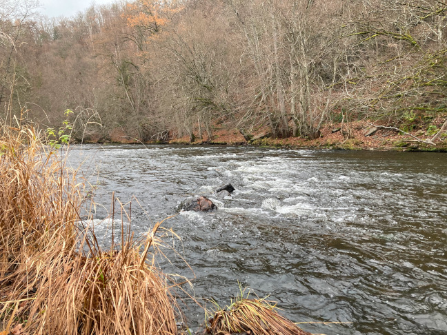Berges de l'Ourthe occidentale à Bertogne