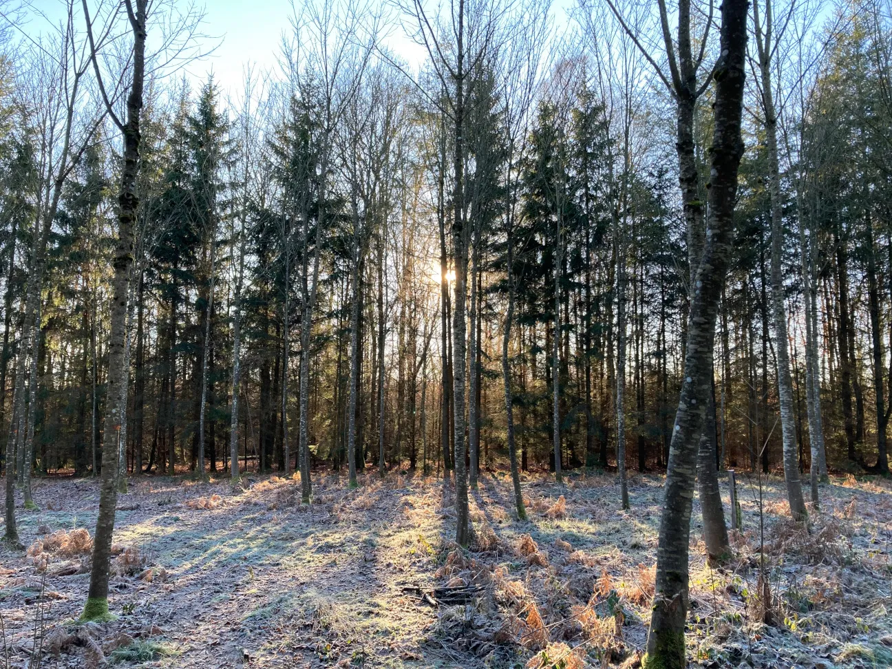 Clairière de bouleaux dans le bois d'Hubermont | © Copyright Gilles Bailleux | CC BY-NC-ND 4.0