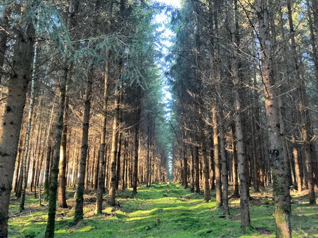 Au cœur de l'Ardenne belge dans le bois d'Hubermont